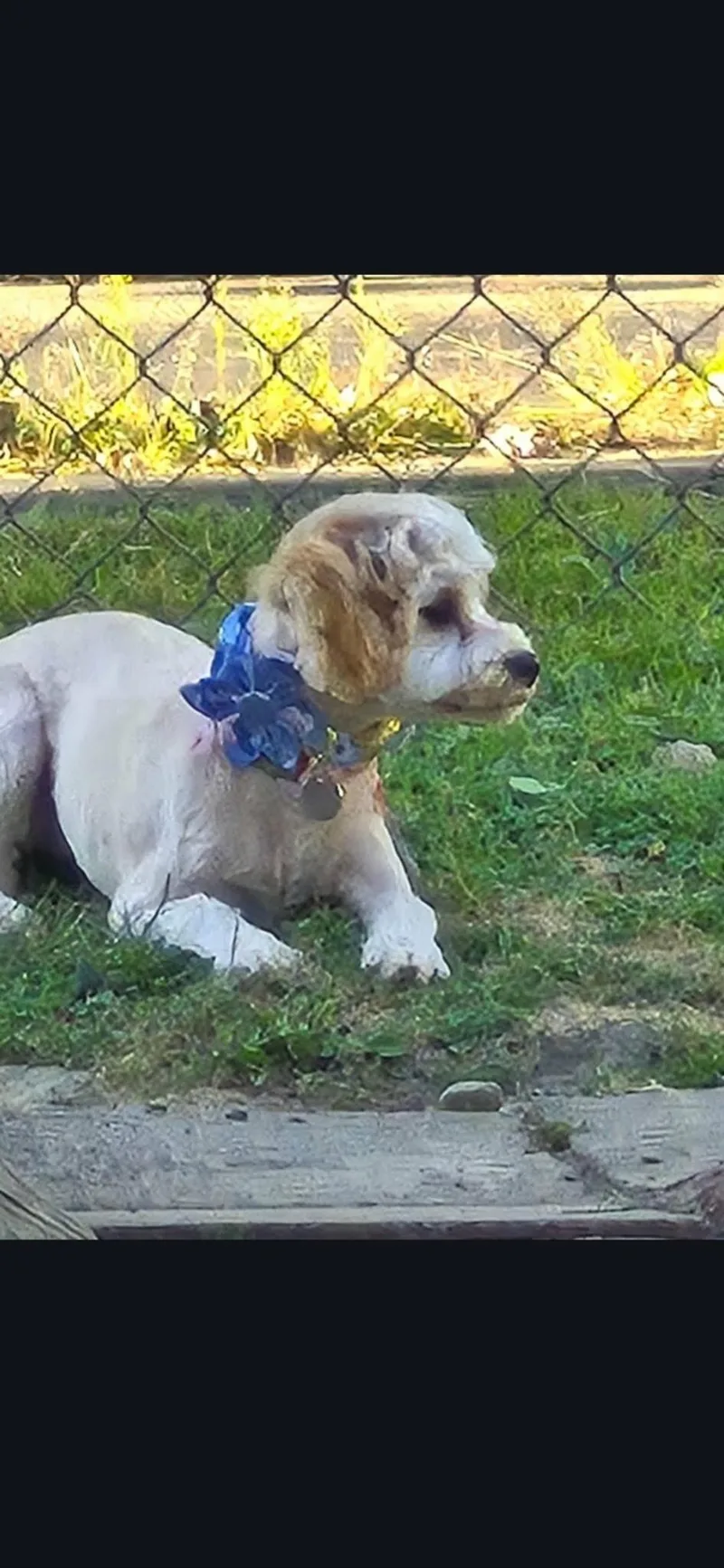 A young small-sized female Cavapoo dog named Molly for adoption in Youngstown, OH