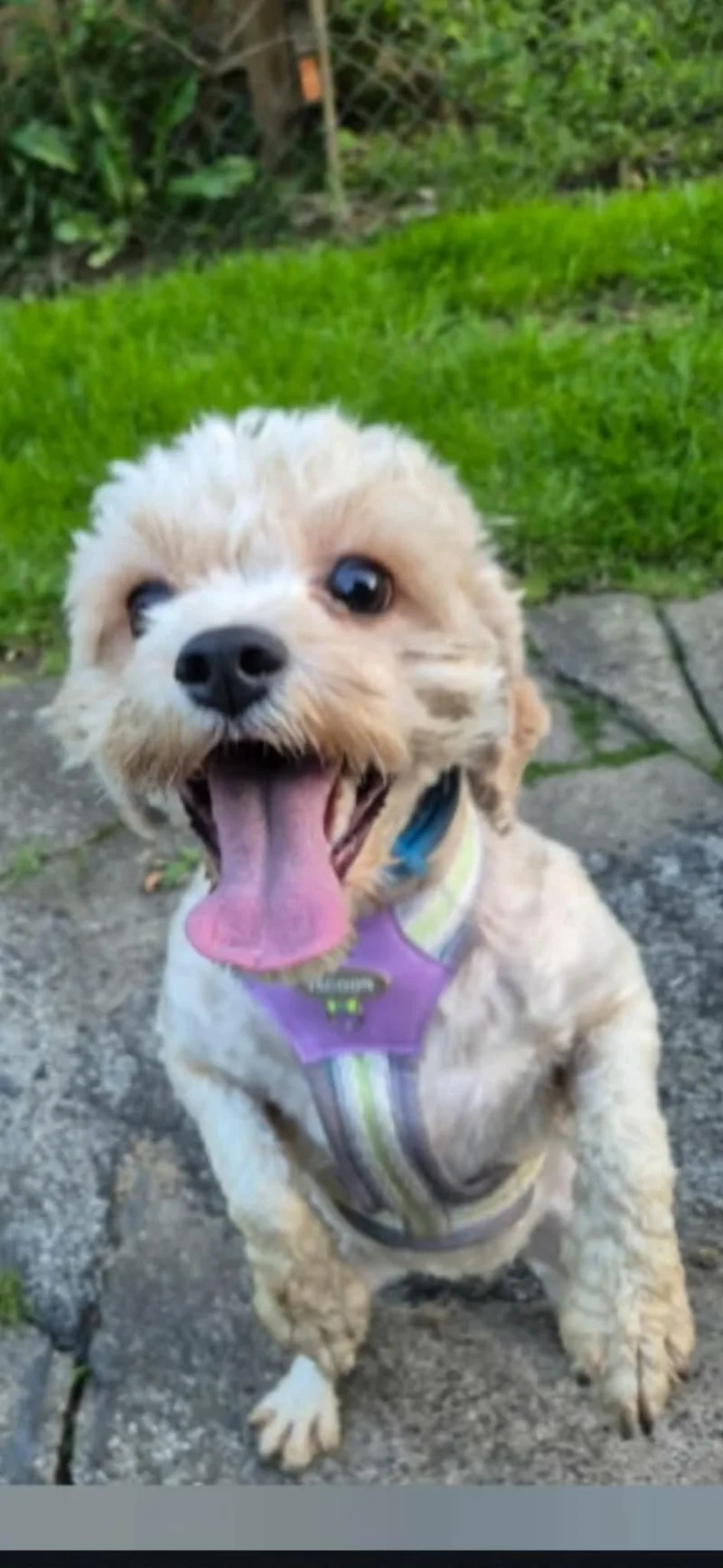 Molly thumbnail 3