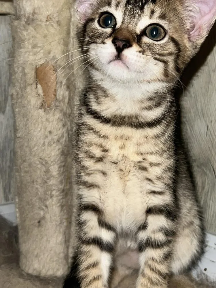 A baby small-sized female Brown / Chocolate Domestic Short Hair cat named Blossom for adoption in Ronkonkoma, NY