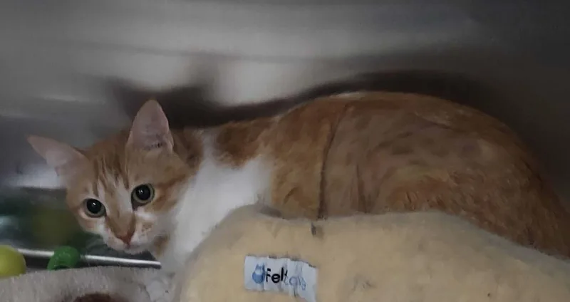 A young medium-sized female Orange & White Domestic Short Hair cat named CocoMom for adoption in Waltham, MA