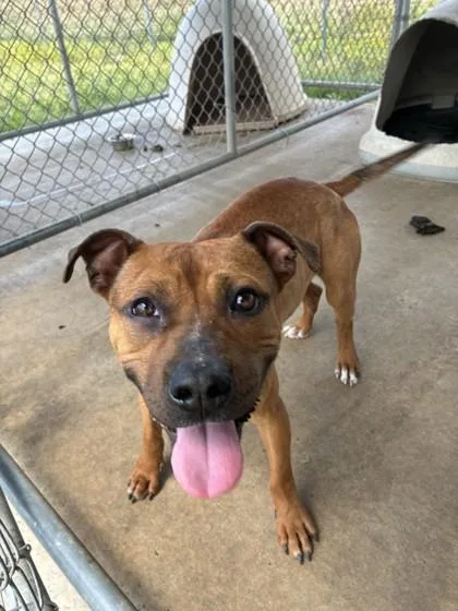 An adult medium-sized male Pit Bull Terrier dog named Bragg for adoption in West Memphis, AR