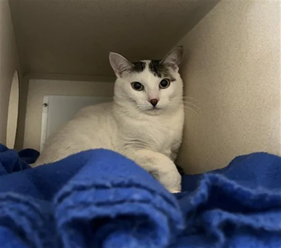 A young small-sized male Domestic Short Hair cat named Jasper for adoption in Denver, CO
