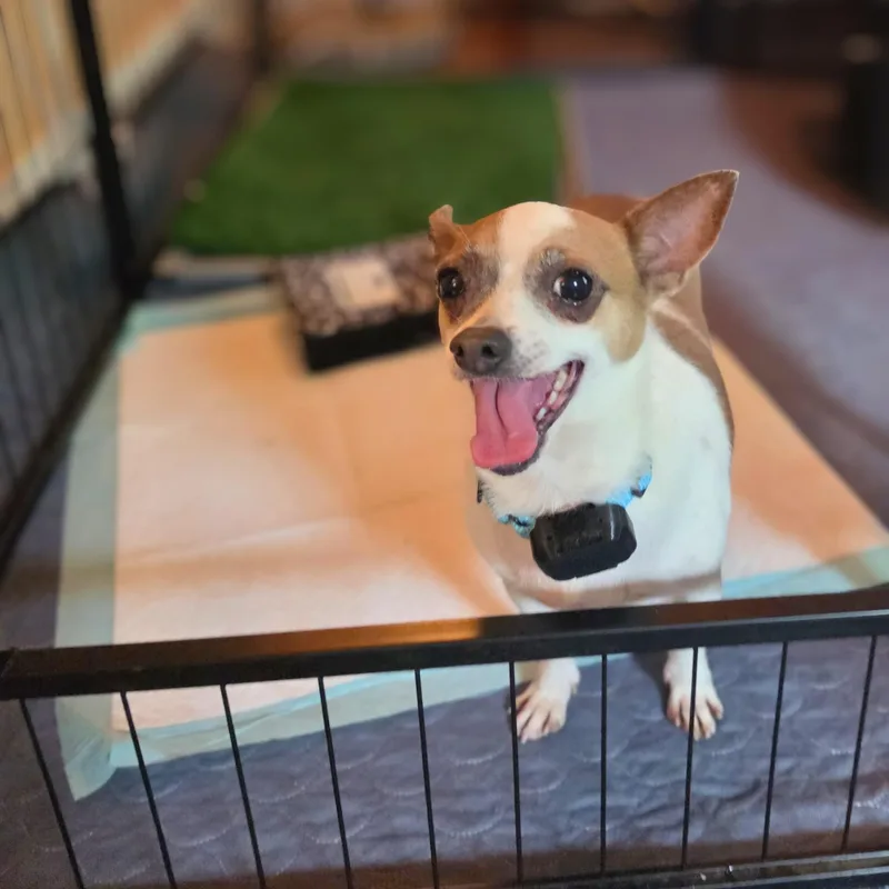 An adult small-sized female White / Cream Chihuahua dog named Debbie for adoption in Baldwin, MD