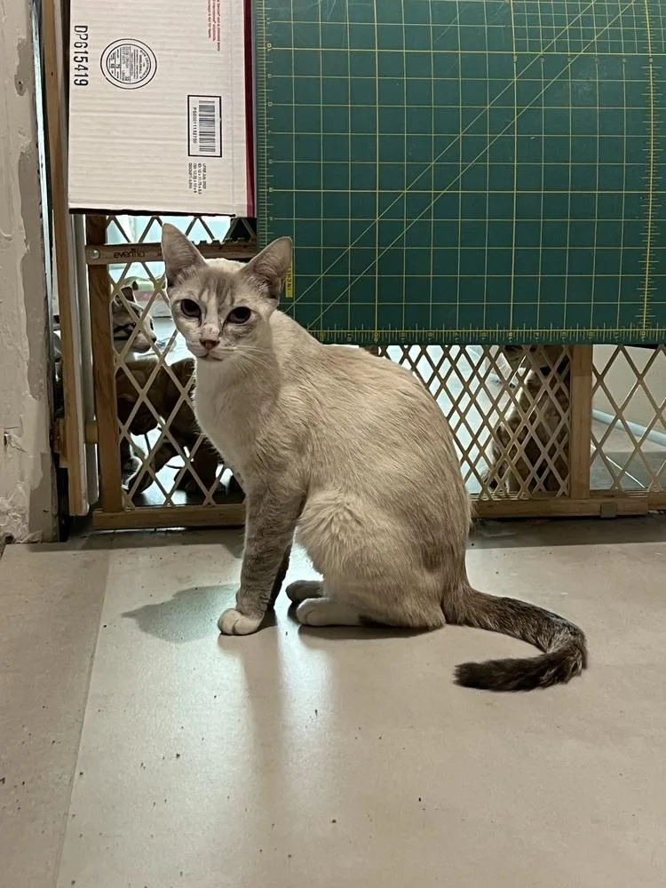 An adult medium-sized female Buff & White Domestic Short Hair cat named Helena for adoption in Wellington, FL