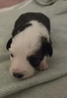 A baby small-sized female Dachshund dog named Leslie for adoption in Arlington, TX