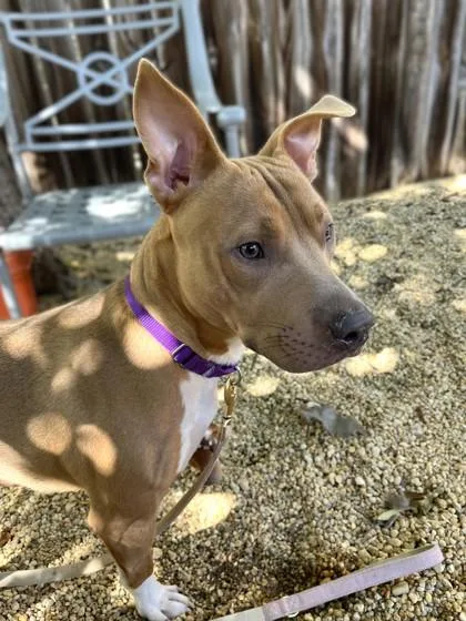 A young medium-sized male Pit Bull Terrier dog named Curry for adoption in Washington, DC