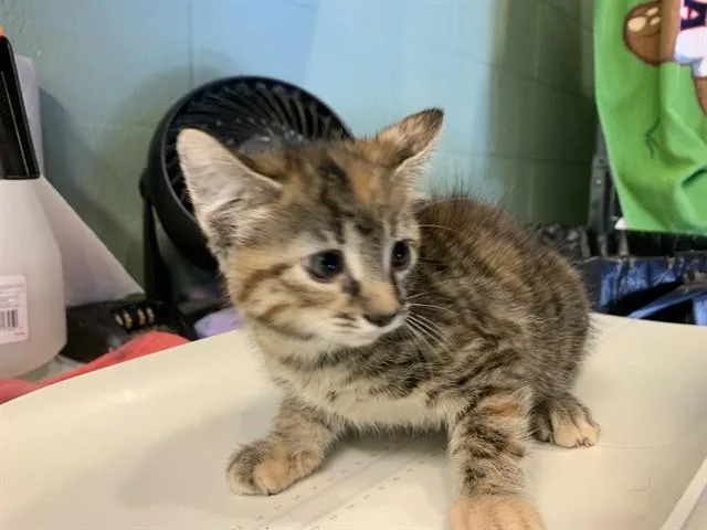A baby small-sized female Domestic Short Hair cat named Haze for adoption in Grand Prairie, TX