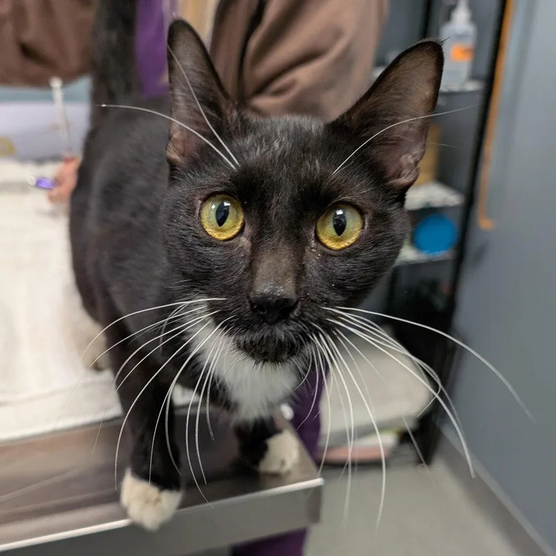 An adult medium-sized male Domestic Short Hair cat named Mr. Bluesky for adoption in New Castle, DE
