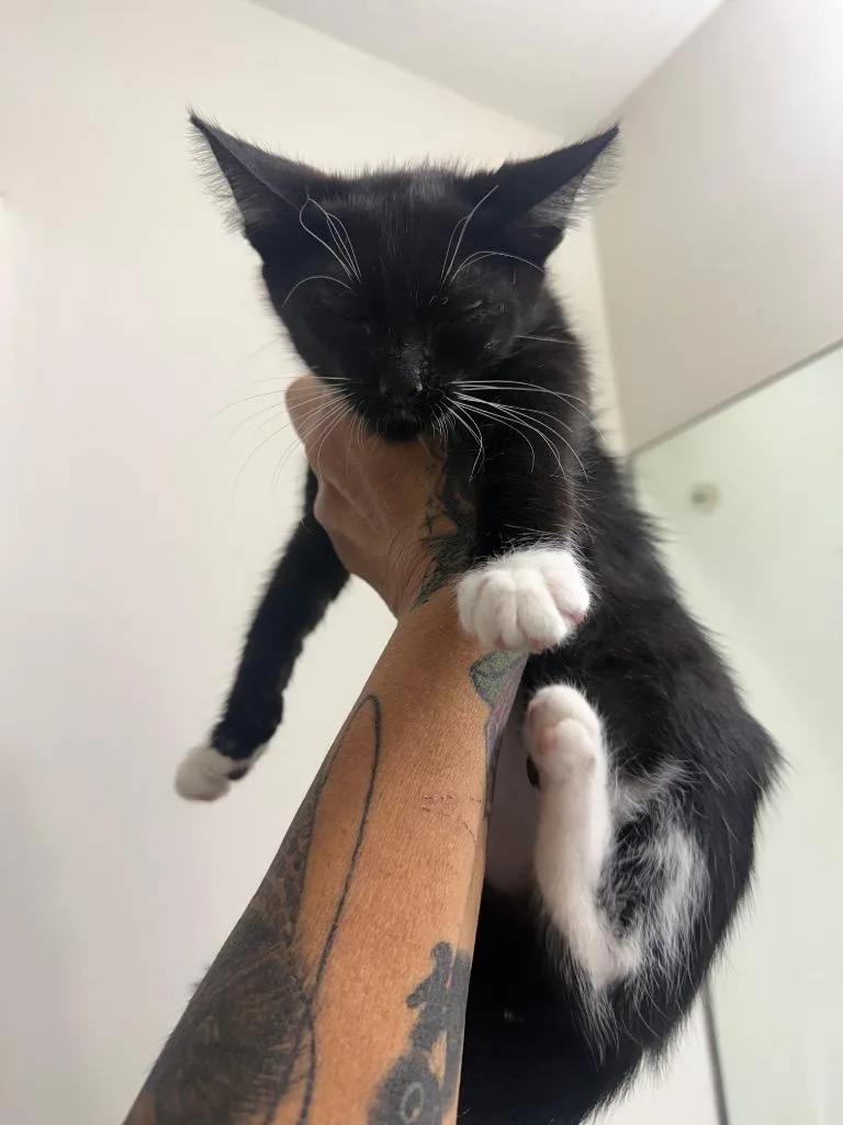 A baby large-sized male Domestic Short Hair cat named Hamlet for adoption in warrenville, SC