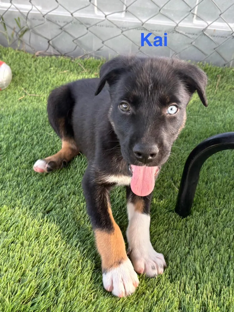 Kai