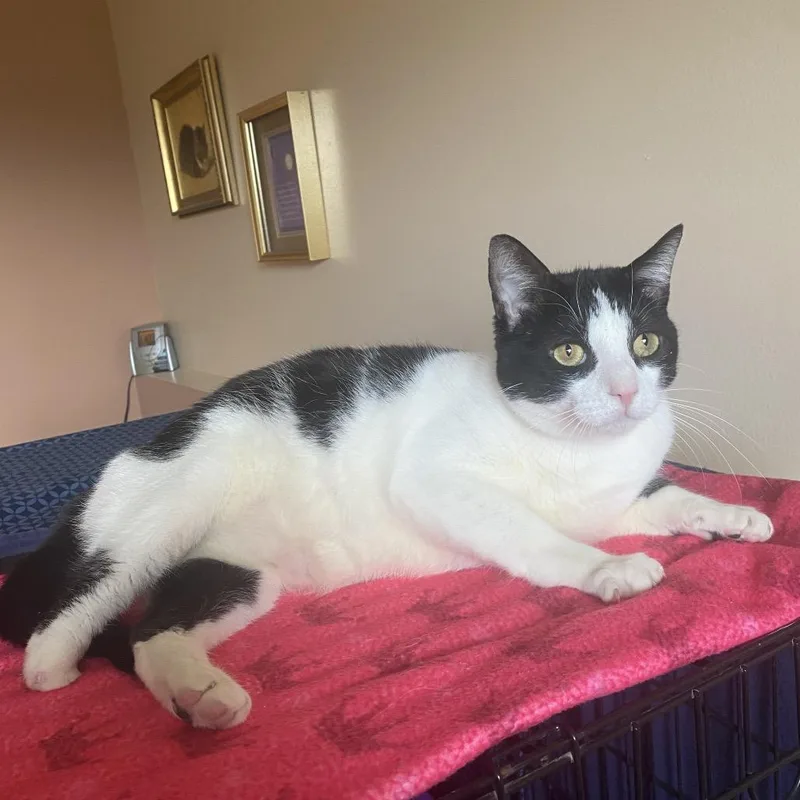 An adult large-sized male Black Domestic Short Hair cat named Cappy for adoption in Spokane, WA