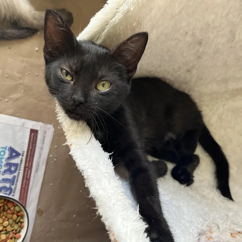 A baby small-sized female Black Domestic Short Hair cat named Fern for adoption in Hammond, LA