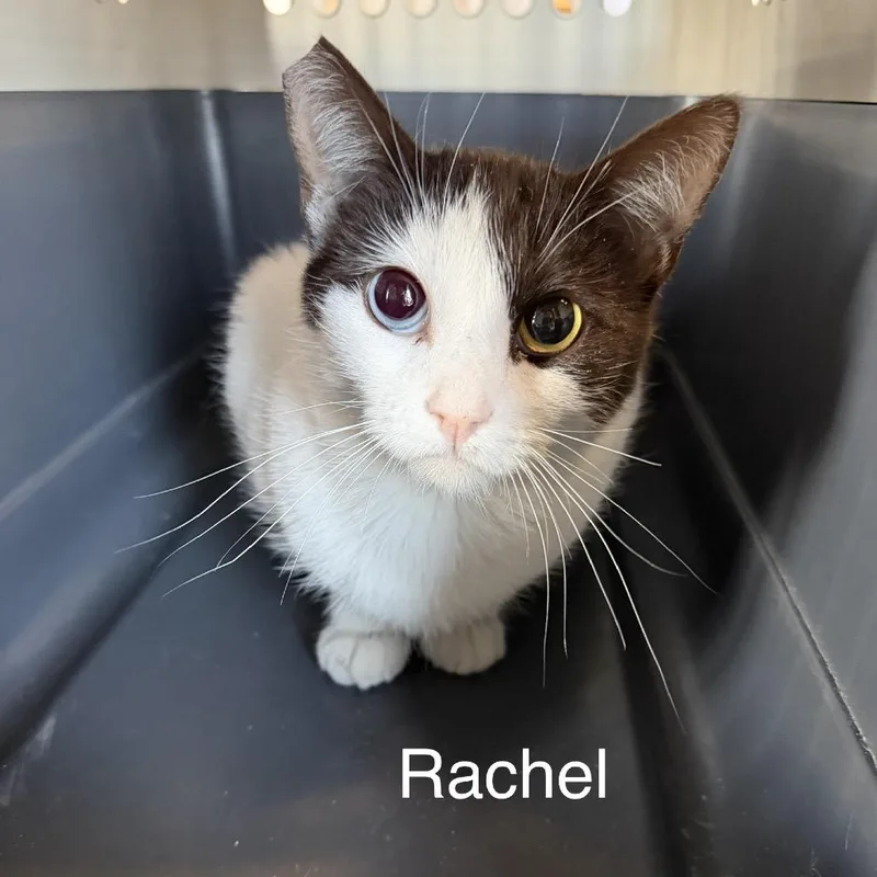 A young medium-sized female Domestic Short Hair cat named Rachel for adoption in Las Vegas, NV