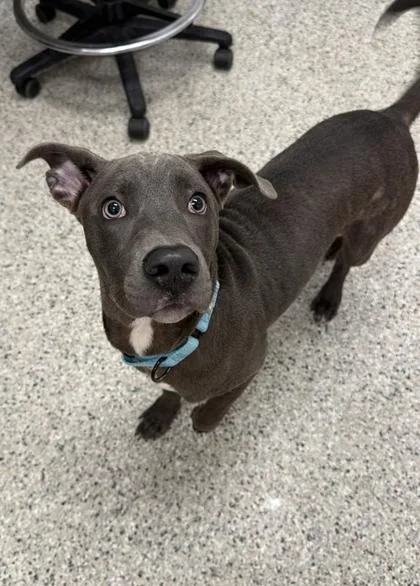 A baby medium-sized male Gray / Blue / Silver Pit Bull Terrier dog named Tulsa for adoption in Kansas City, MO