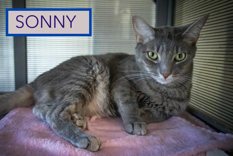 Sonny thumbnail 3