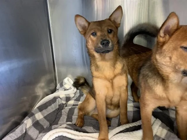 A young small-sized female Shiba Inu dog named Elinor for adoption in Grand Prairie, TX