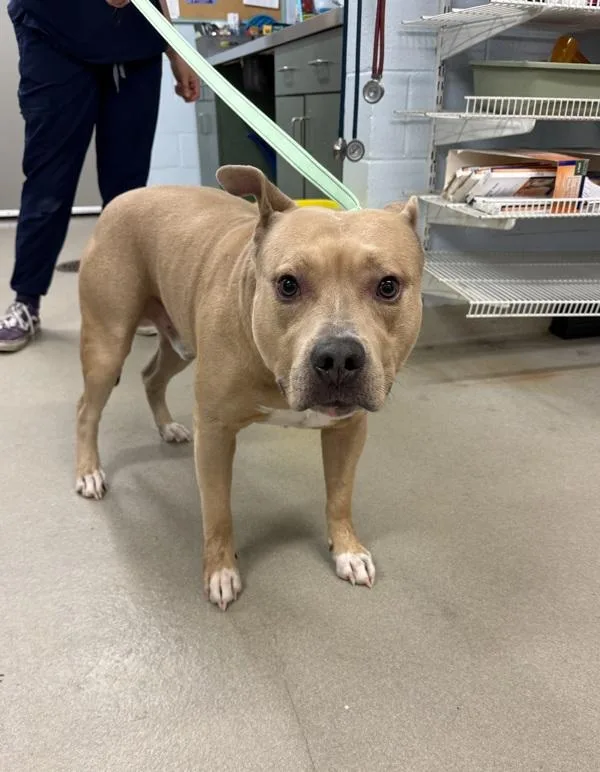 An adult large-sized male Pit Bull Terrier dog named Pocky for adoption in Millersville, MD
