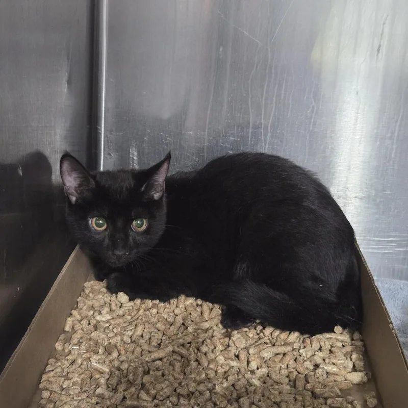 A baby small-sized female Black Domestic Short Hair cat named Cocoa for adoption in New York, NY