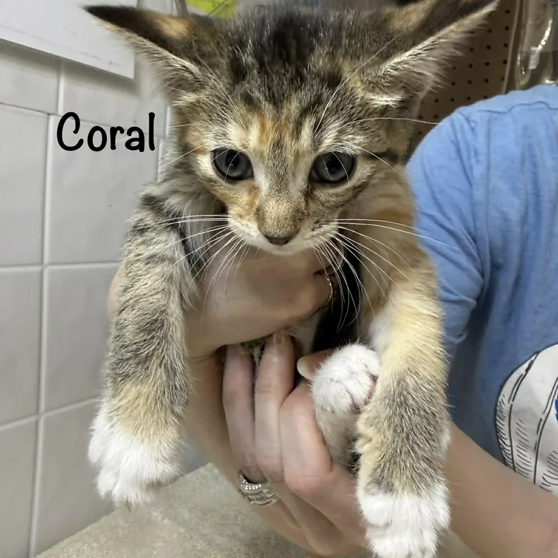 A baby small-sized female Torbie Domestic Short Hair cat named Coral for adoption in Grand Rapids, MI