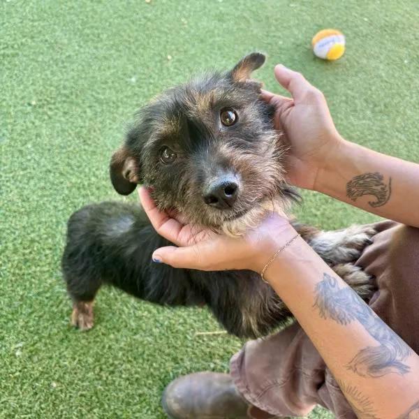 An adult small-sized female Parson Russell Terrier dog named Ladybug for adoption in Oceanside, CA
