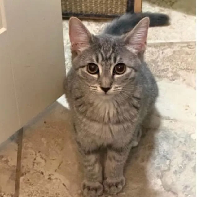 A baby medium-sized female Gray / Blue / Silver Tabby cat named Princess for adoption in Warr Acres, OK