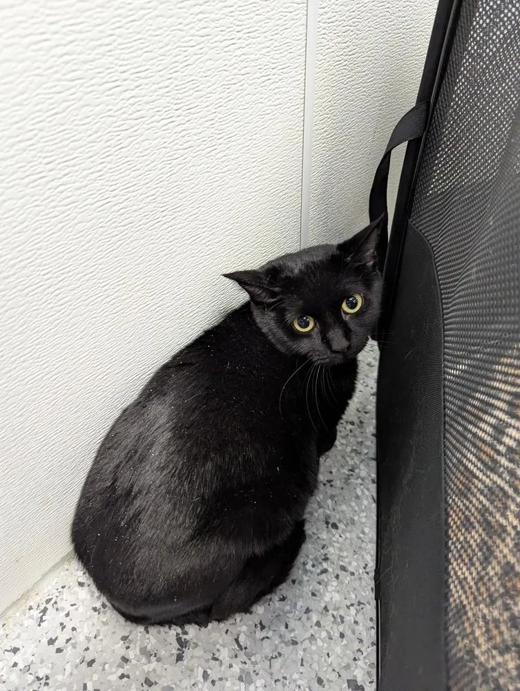 The Dumpling Duchess