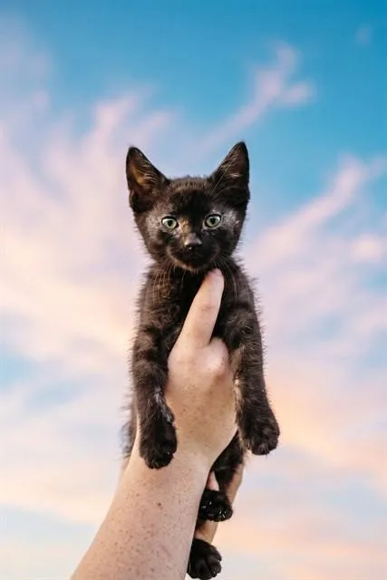 A baby small-sized male Domestic Short Hair cat named Lucas for adoption in Belleville, IL