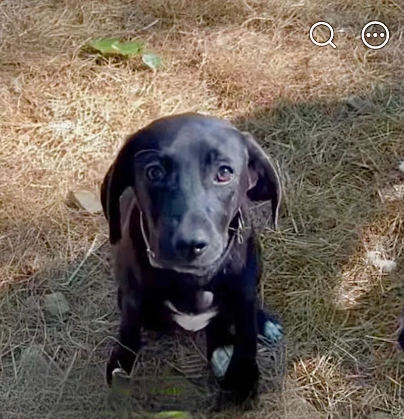 A baby large-sized female Beagle dog named Tortellini for adoption in Princeton, MA