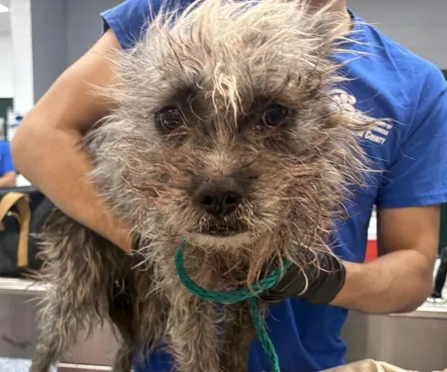 An adult small-sized female Terrier dog named Dalek for adoption in Thousand Palms, CA