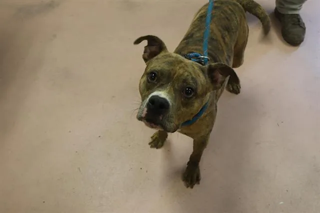 An adult medium-sized male Mixed Breed dog named Wren for adoption in Columbia, SC