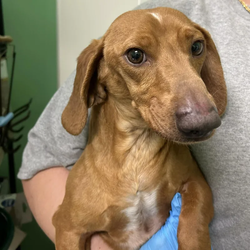 A young small-sized male Golden Dachshund dog named Darwin for adoption in Boulder, CO