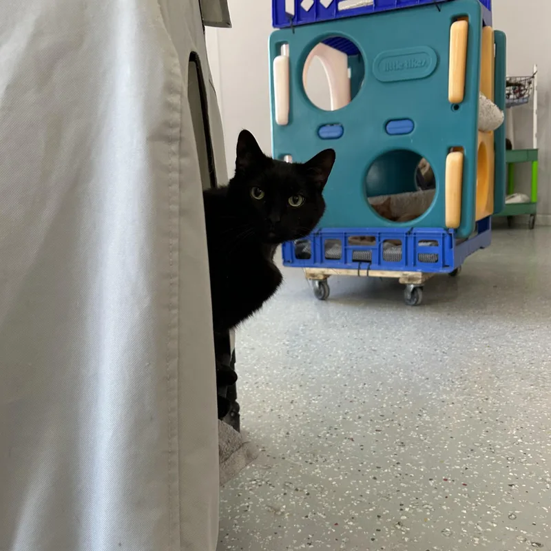 An adult medium-sized male Black Domestic Short Hair cat named Gemini for adoption in Lansing, MI