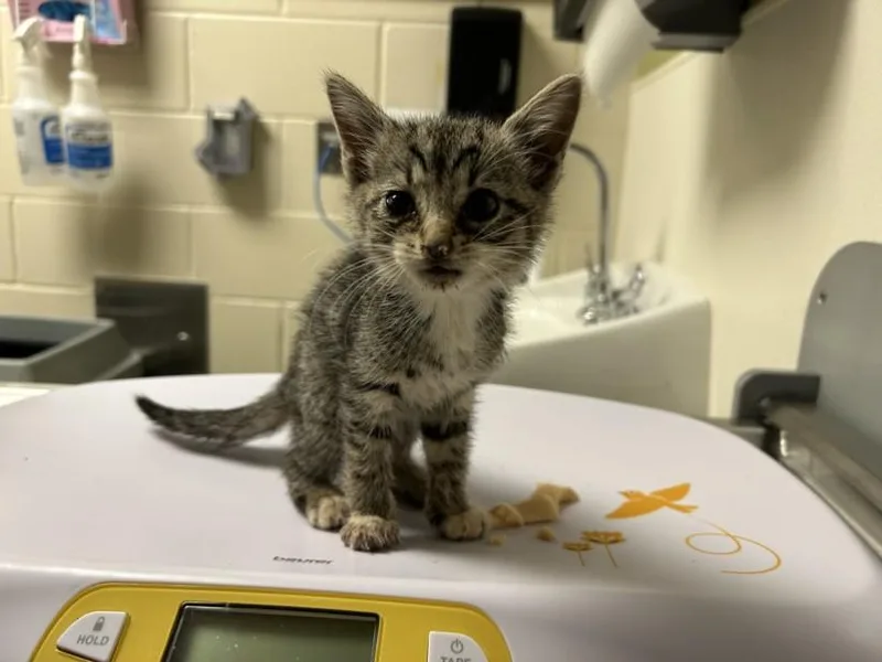 A baby small-sized female Domestic Short Hair cat named Dusty for adoption in Chapel Hill, NC