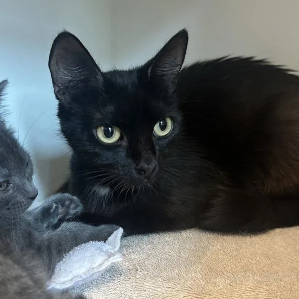 A young small-sized female Domestic Medium Hair cat named Buggy for adoption in Walnut Creek, CA