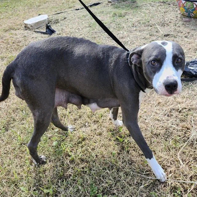 An adult medium-sized female American Staffordshire Terrier dog named Darcy for adoption in San Antonio, TX