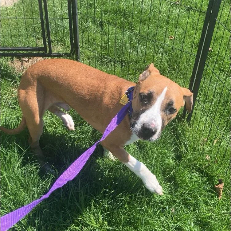 A young medium-sized male Yellow / Tan / Blond / Fawn Pit Bull Terrier dog named Cadbury for adoption in Avon, OH