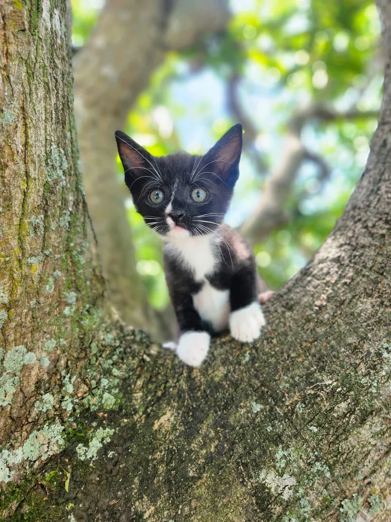Fresco thumbnail 4