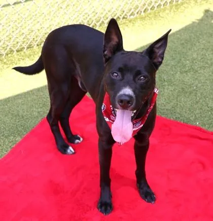 An adult large-sized male Mixed Breed dog named Bay for adoption in Athens, GA