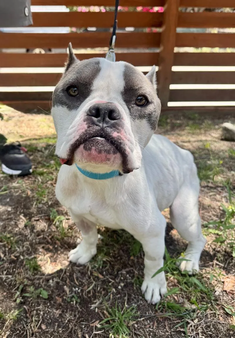 An adult medium-sized male White / Cream Pit Bull Terrier dog named Cody for adoption in Valley Village, CA