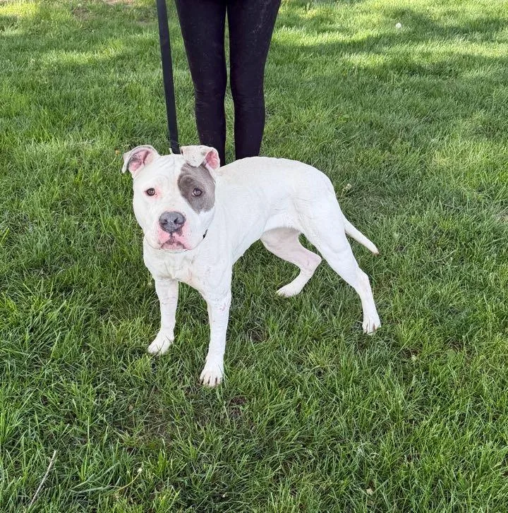An adult medium-sized female White / Cream Pit Bull Terrier dog named Cleo for adoption in Waterloo, IA