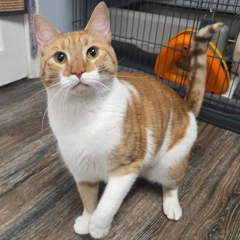 A young medium-sized male Domestic Short Hair cat named Woody for adoption in Warwick, RI