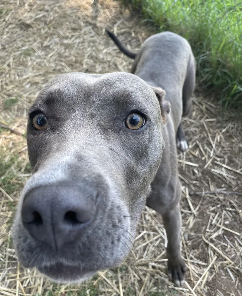 A young medium-sized female Gray / Blue / Silver Mixed Breed dog named Mink for adoption in Mishawaka, IN