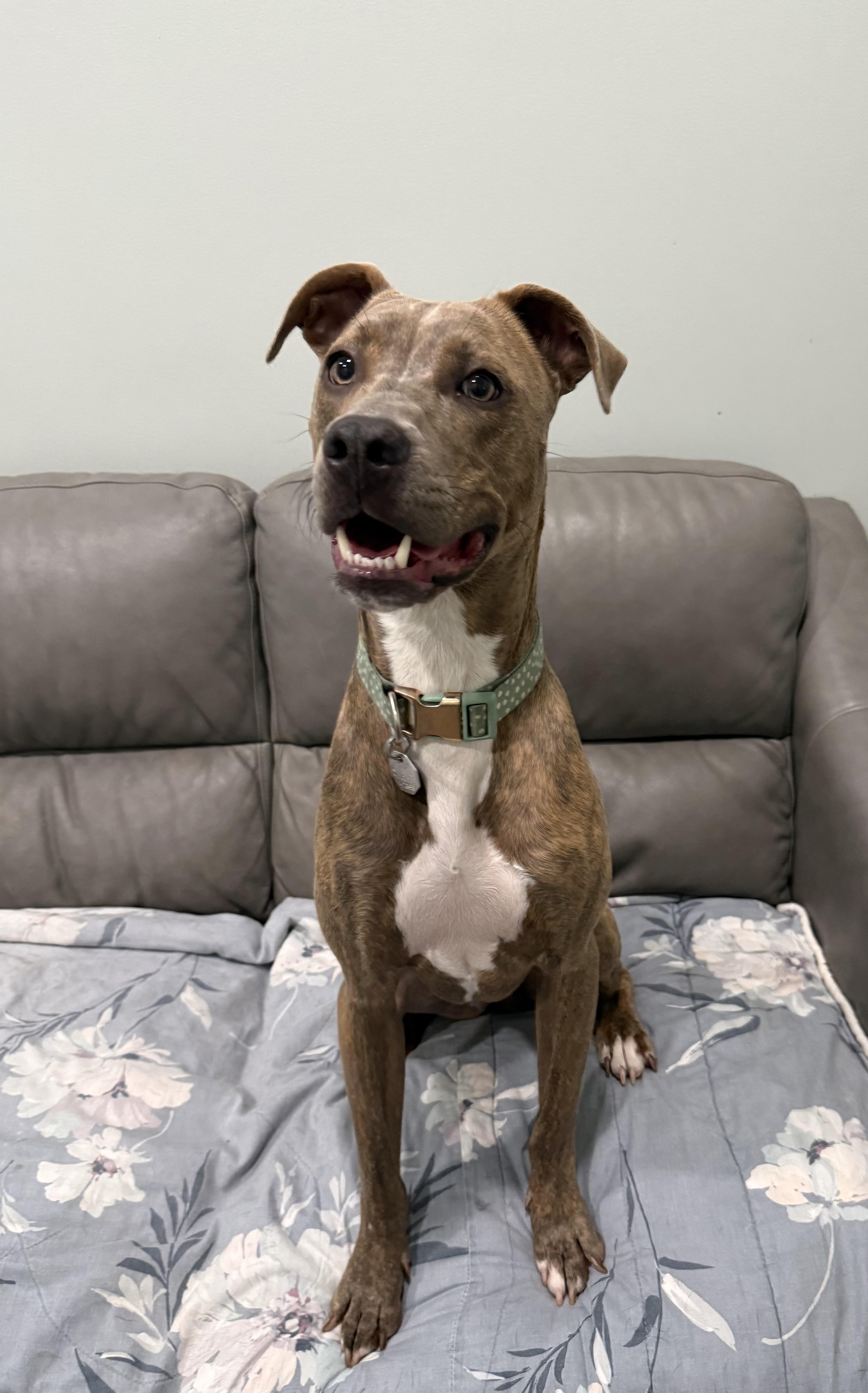 An adult medium-sized female Brindle Mixed Breed dog named Laney for adoption in Sault Sainte Marie, MI