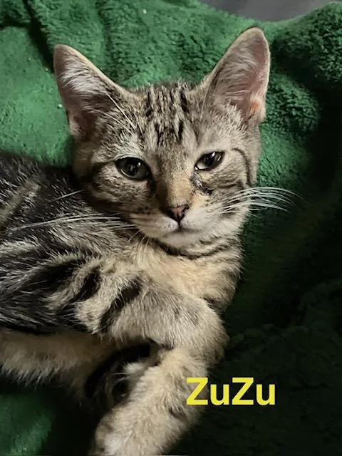 A baby medium-sized female Domestic Short Hair cat named Zuzu for adoption in Zimmerman, MN