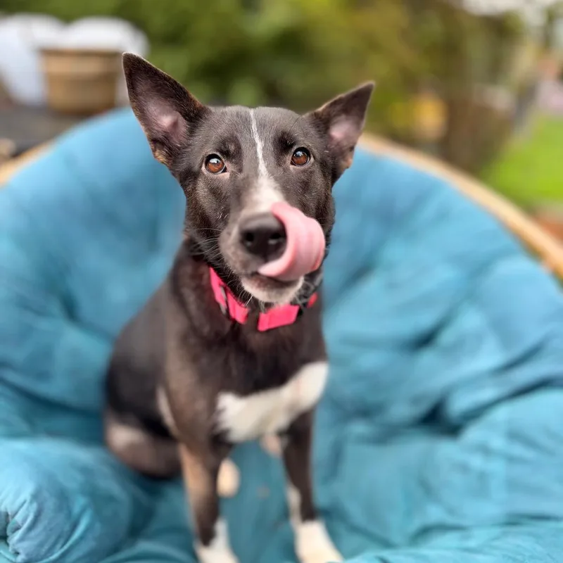 An adult medium-sized female Black Shepherd dog named Zara for adoption in Bellingham, WA