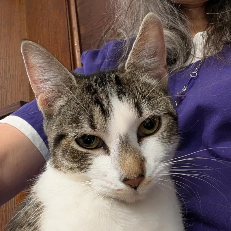 A baby medium-sized female Tabby (Brown / Chocolate) Domestic Short Hair cat named Bonnie for adoption in Reisterstown, MD
