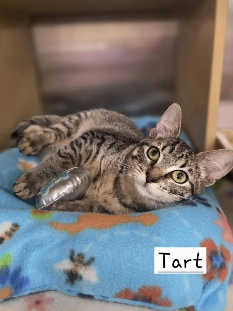 A baby small-sized female Tabby (Brown / Chocolate) Domestic Short Hair cat named Tart for adoption in Metamora, IL