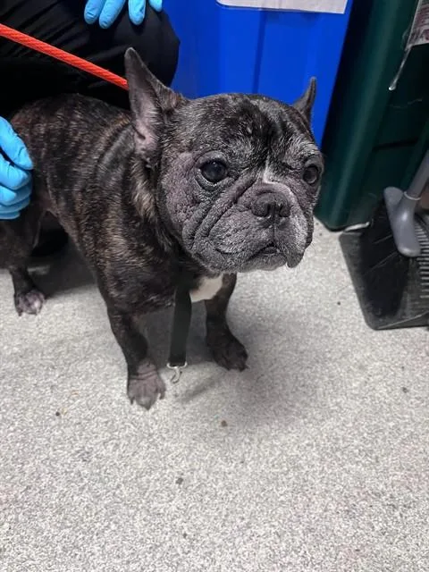 An adult small-sized male French Bulldog dog named Taz for adoption in Alameda, CA