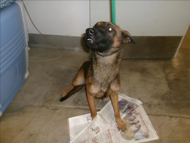 A young medium-sized male Belgian Shepherd / Malinois dog named Sneezy for adoption in Van Nuys, CA