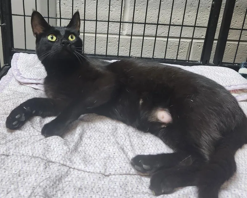 An adult medium-sized female Black Domestic Short Hair cat named Hope for adoption in Lexington, TN